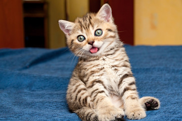 Little silly British kitten funny sitting on the couch with his tongue out of his mouth and looking at the camera - obrazy, fototapety, plakaty