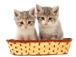 Fototapeta na wymiar Two kittens in a basket on a white background