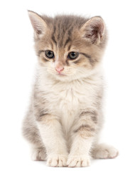 Portrait of a kitten on a white background