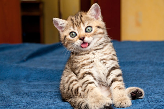 Little silly British kitten funny sitting on the couch with his tongue out of his mouth and looking at the camera