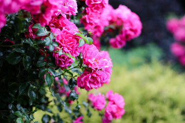 Obraz premium pinke Rose seitlich