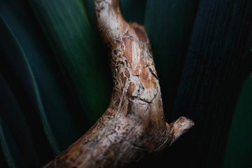 Driftwood over green tropic tree. Aged wood stick over green leaves.