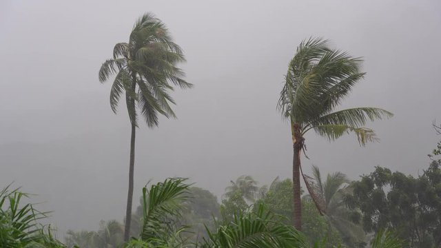 Tropical rain drops falling on green leaves, Thailand. Strong extreme cyclone wind sways palm trees. Flooding rain season, heavy storm weather. Typhoon near ocean. Natural disaster, eyewall hurricane