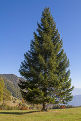 Fichte  im Gebirge