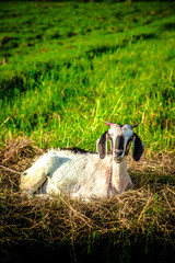 single goat sit on a grass, goat sit on grass, small goat sit on grass