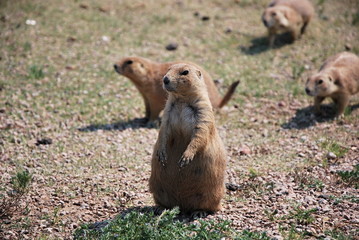Prairie Dogs