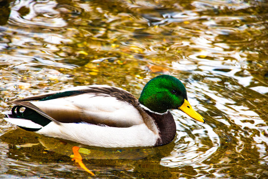 Mallard Ducks Anas platyrhynchos relaxing in pond.