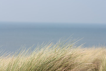 Beach dry grass and sea at the background.