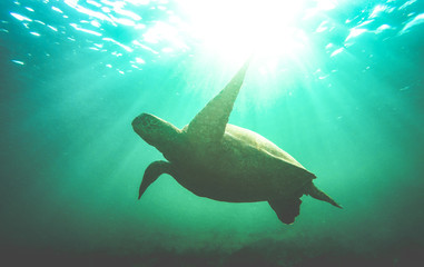 Silhouette of sea turtle swimming underwater in Galapagos national park - Animal nature...