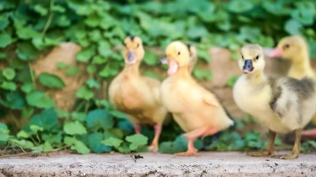 Cute domestic gosling and duckling walking in green grass outdoor