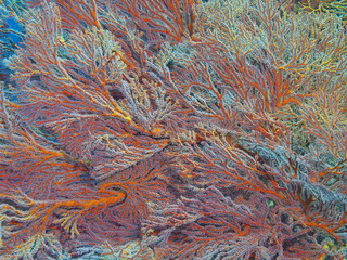 Gorgonian coral