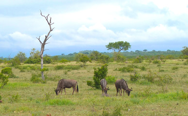 Naklejka na ściany i meble A group grazing wildebeest in the Kruger Safari Reserve in South Africa