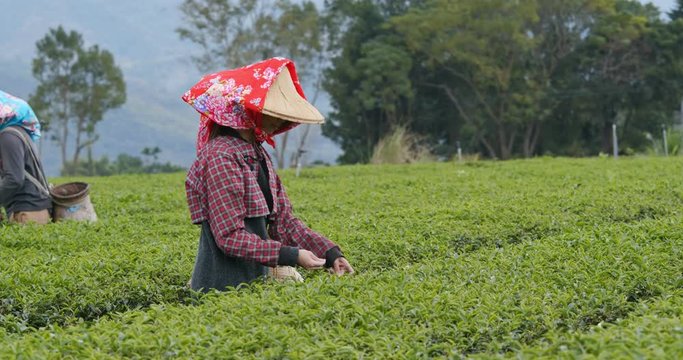 People pick the fresh tea leaves in the farm