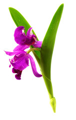Purple orchids and green leaves isolated on a white background