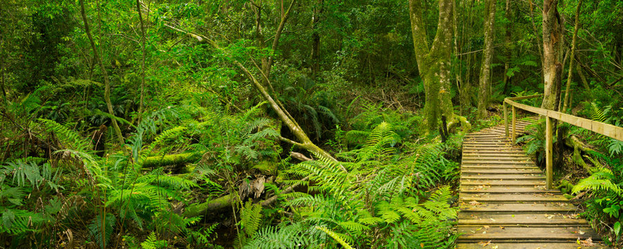 Fototapeta Path through rainforest in the Garden Route NP, South Africa