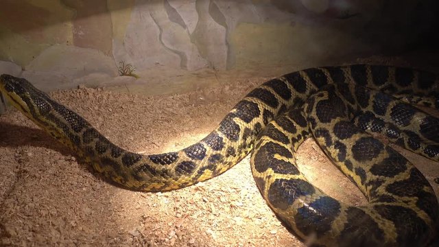 Odessa, Ukraine - 24th of June, 2017: 4K At the exhibition of dangerous snakes - Paraguayan anaconda in terrarium turns its head