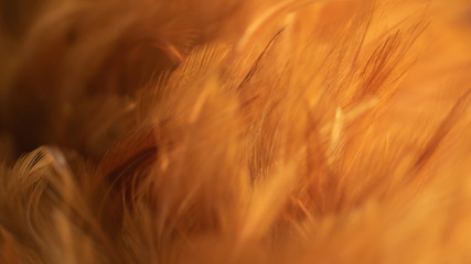 Blur Bird chickens feather texture for background, Fantasy, Abstract, soft color of art design.