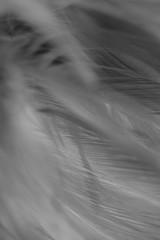 Blur Bird chickens feather texture for background, Fantasy, Abstract, soft color of art design.