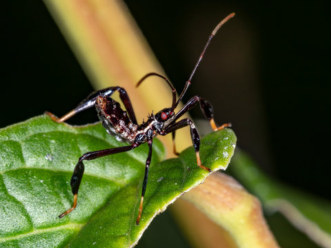 Leaf-footed bBug ninph
