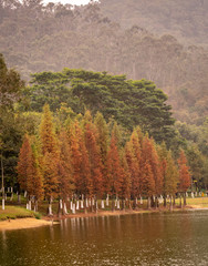 Obraz premium Reflecting trees