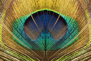 Colorful and Artistic Peacock Feathers closeup - Image