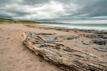 A tree trunk under a dramatic sky at Cocklawburn Beach near Berwick-upon-Tweed in Northumberland, England, UK