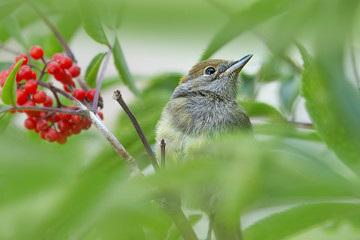 Vogel