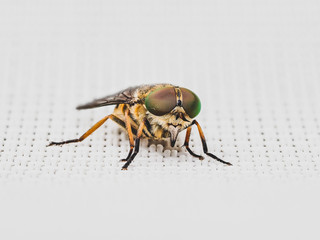 fly on white background