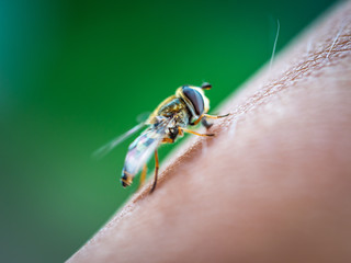 Macro shot of fly on green background
