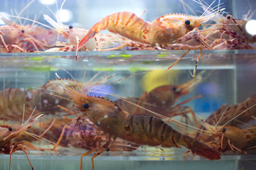 Shrimp in aquarium.