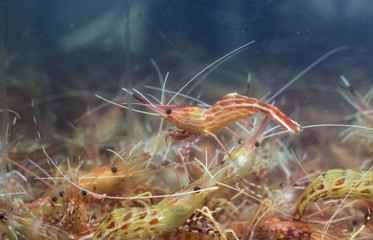 Obraz na płótnie Canvas Shrimp in aquarium.