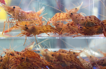 Shrimp in aquarium.