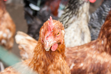 Head of a hen. Macro head and chicken beak