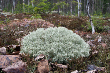 Cladonia rangiferina on the forest floor
