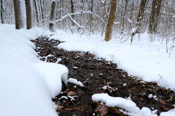 winter in forest