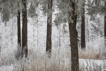 Pine forest in the snow. Snow falls to the ground
