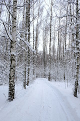 winter forest