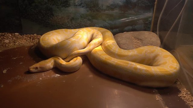 Odessa, Ukraine - 24th of June, 2017: 4K At the exhibition of dangerous snakes - Python in terrarium