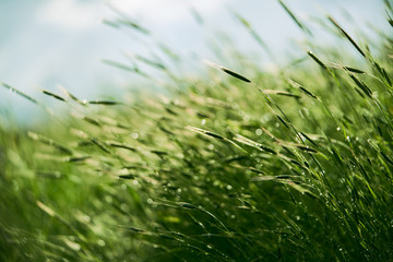Wavy Backlit Wet Grass