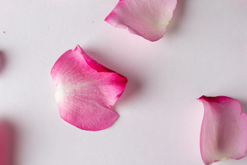 petals of pink roses close-up top view.