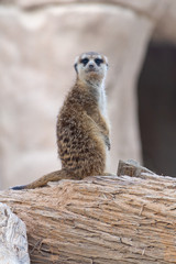 A Meerkat (Suricata suricatta) standing guard on top of a log ready to communicate danger to his family.