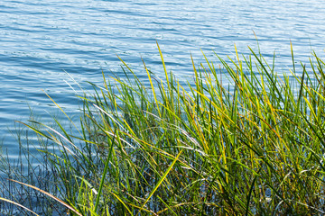 Beautiful tranquil summer scene with blue pond water and green plants growing on the shore.
