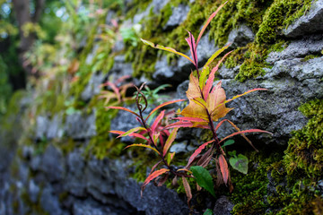 Little plants growing on the wall with green moss. Photo with macro effect.