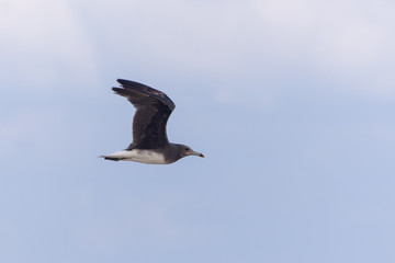 A Sooty Gull Flying through the sky (larus hemprichii) in Muscat, Oman.
