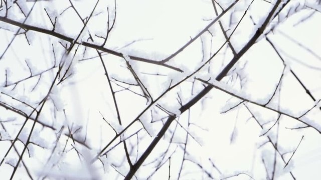 Winter landscape. Close-up shot of leafless tree branches against cloudy sky. Slow motion. HD