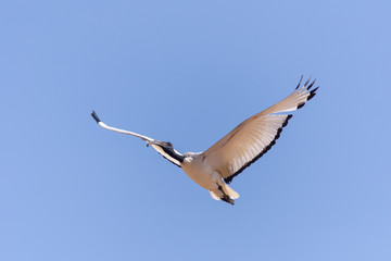 A Sacred Ibis flying through the blue sky showing off its black curved beak and white wings. 