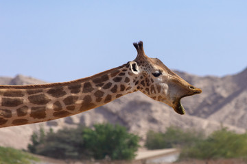 A close up of a giraffe (giraffa) in the sand.