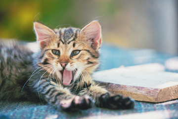 Cute little Siberian kitten is resting in the yard