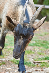 Domestic goat in the farm