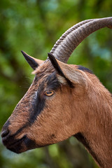 Domestic goat in the farm